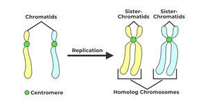 Chromatids, replication, homologous chromosomes