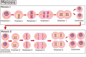 Phases of Meiosis I and II