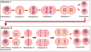 Phases of Meiosis I and II