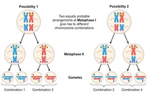 Independent assortment in meiosis