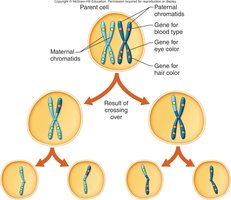 Crossing over in meiosis