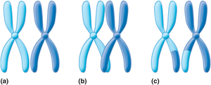 Chromosome crossing over