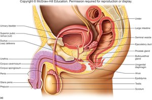 Male reproductive system anatomy