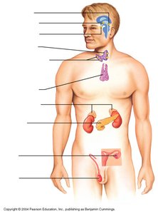 Major endocrine organs in the human body