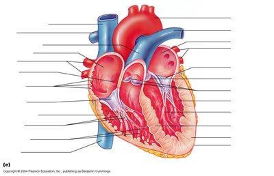Internal anatomy of the heart with labeled chambers and valves
