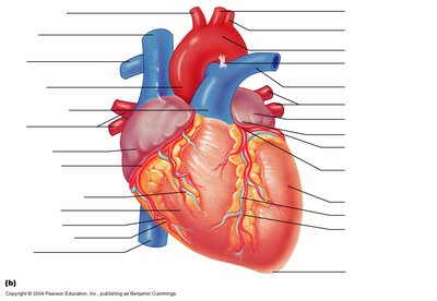 External anatomy of the heart showing coronary arteries and veins