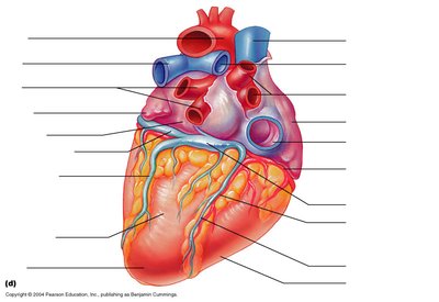 Surface features and major vessels of the heart