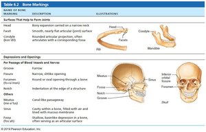 Bone markings table