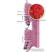 Ciliary defense of the tracheal mucosa, showing cilia, microvilli, and trapped bacterium