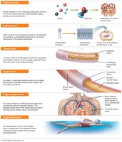 Hierarchy of structural organization in the human body