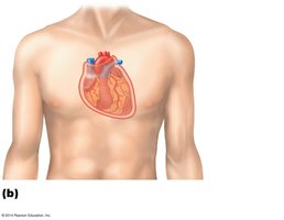 Serous membranes of the heart (pericardium)