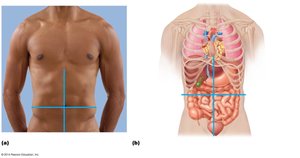 Abdominal quadrants with superficial organs