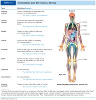 Table of orientation and directional terms with anatomical illustration