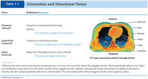 Table of orientation and directional terms with CT scan