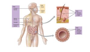 Major structures of the nervous system