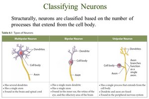 Classifying neurons by structure