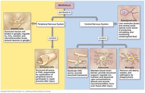 Neuroglia in CNS and PNS