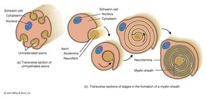 Formation of myelin sheath by Schwann cells