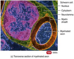 Transverse section of myelinated axon