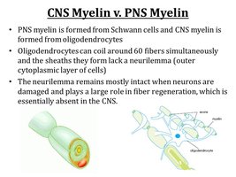 CNS vs. PNS myelination