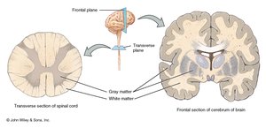 Gray and white matter in brain and spinal cord
