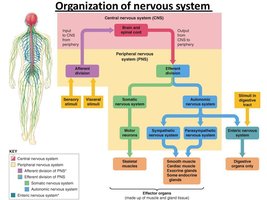 Organization of the nervous system