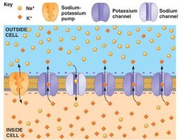 Ion distribution and sodium-potassium pump
