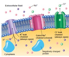 Ion channels in neuron membrane