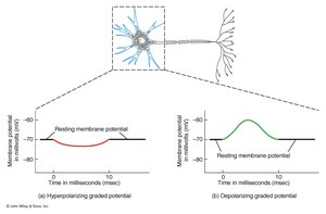 Graded potentials: hyperpolarization and depolarization