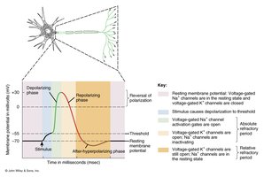 Refractory period phases