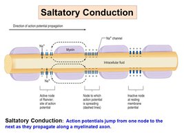 Saltatory conduction diagram