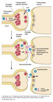 Chemical synapse mechanism