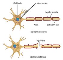 Neuron injury and repair: chromatolysis