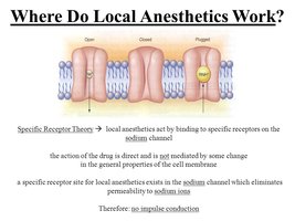 Mechanism of local anesthetics