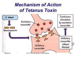 Mechanism of tetanus toxin