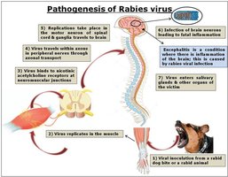 Pathogenesis of rabies virus