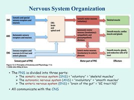 Nervous system organization chart