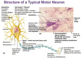 Structure of a typical motor neuron