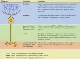 Diagram of neuron structure and function