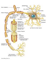 Detailed neuron structure