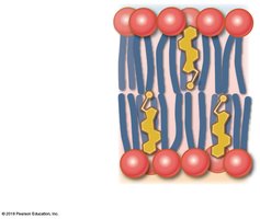 Phospholipid bilayer structure