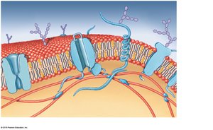 Plasma membrane with proteins and glycocalyx