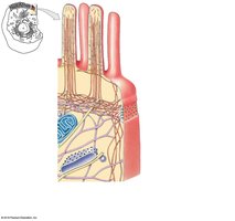 Cytoskeleton structure in a cell