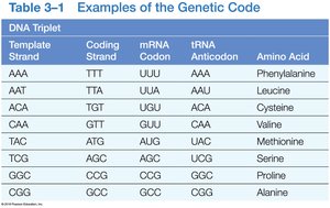 Examples of the genetic code table