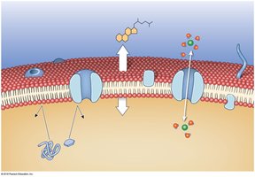 Diffusion across the plasma membrane