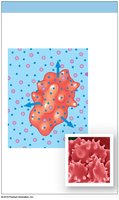 Red blood cell in hypertonic solution