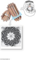 Structure of a centriole (9+0 microtubule array)