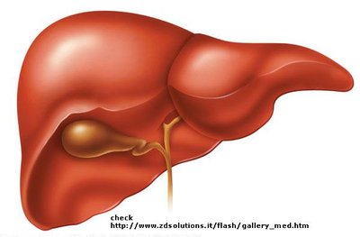 Growth hormone effects on tissues