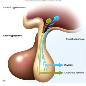Oxytocin and ADH release from posterior pituitary