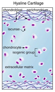Histological image of cartilage growth